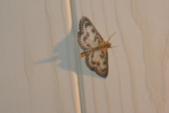 Anania hortulata