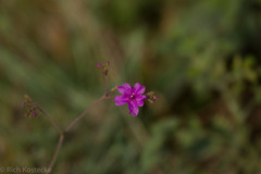 Cyphomeris gypsophiloides
