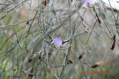Psoralea pullata