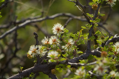 Mimosa texana