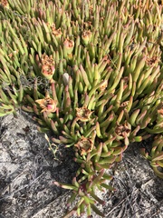 Carpobrotus muirii