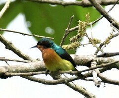 Chalcoparia singalensis