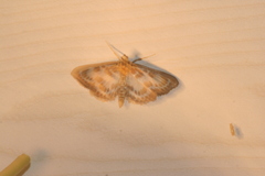Anania hortulata