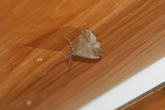 Pechipogo plumigeralis
