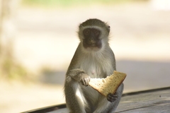 Chlorocebus pygerythrus