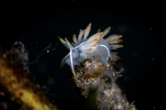 Coryphella trilineata