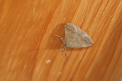 Pechipogo plumigeralis