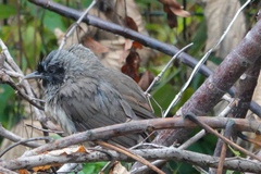 Pterorhinus perspicillatus