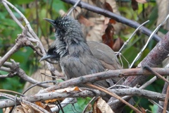 Pterorhinus perspicillatus
