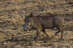 Phacochoerus africanus