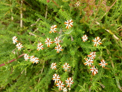 Jamesbrittenia albomarginata