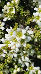 Diosma aspalathoides