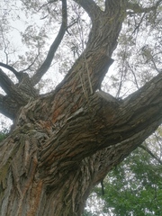 Salix × fragilis vitellina