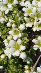 Diosma aspalathoides