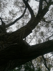 Salix × fragilis vitellina