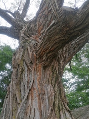 Salix × fragilis vitellina