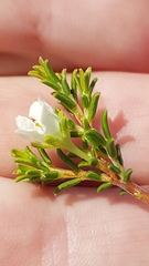 Diosma aspalathoides