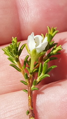 Diosma aspalathoides