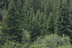 Abies lasiocarpa