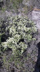 Diosma aspalathoides