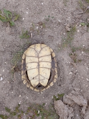 Hydromedusa tectifera
