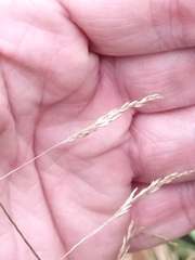 Festuca