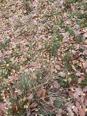 Festuca