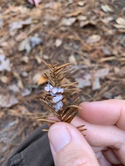 Taxodiomyia cupressi