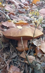 Neoboletus erythropus