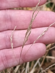 Festuca