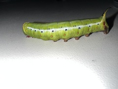 Cephonodes hylas