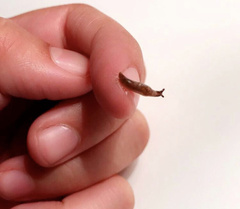 Deroceras reticulatum