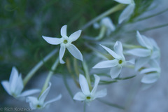 Amsonia longiflora