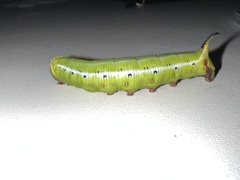 Cephonodes hylas