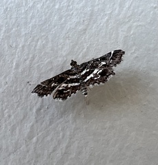 Nomophilini