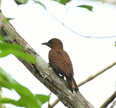 Micropternus brachyurus