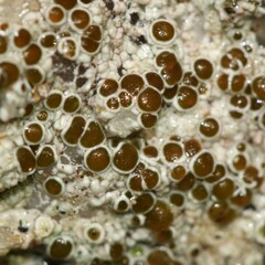 Lecanora campestris