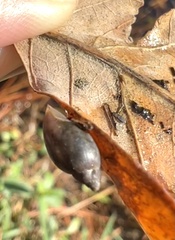 Physa