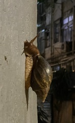 Lissachatina immaculata