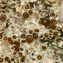 Lecanora campestris