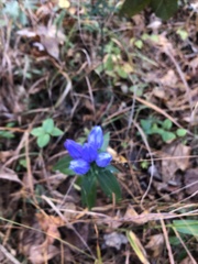 Gentiana