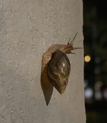 Lissachatina immaculata