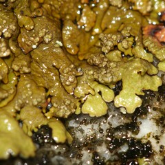 Xanthoparmelia verruculifera