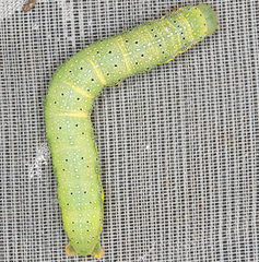 Cosmia trapezina