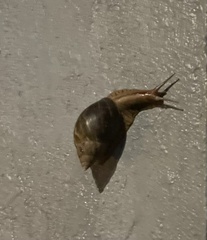 Lissachatina immaculata