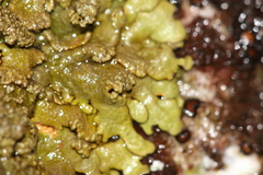 Xanthoparmelia verruculifera