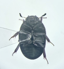 Coelostoma orbiculare