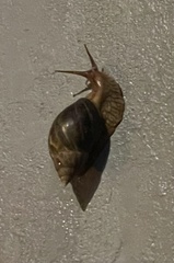 Lissachatina immaculata