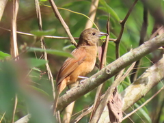 Tachyphonus coronatus