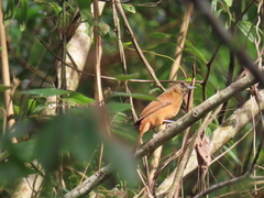 Tachyphonus coronatus